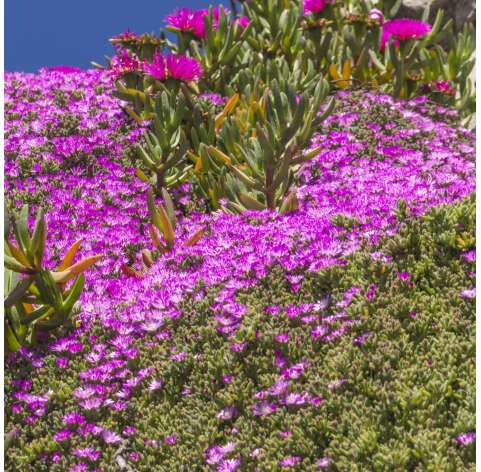 Mesembryanthemum floribundum. Drosanthemum floribundum. Viveros González. Natural Garden Center Marbella