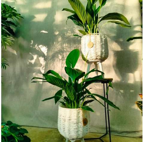 Plantas de interior. Spathiphyllum. Las Tres Hojas Verdes. Decoración con plantas. Viveros González. Marbella. Garden Centre.