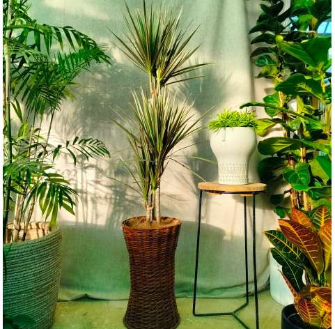Indoor plants. Dracaena. Las Tres Hojas Verdes. Decoration with plants. Gonzalez Nurseries. Marbella. Garden Centre.