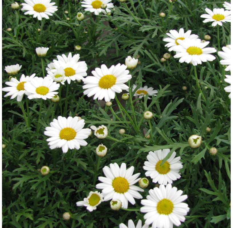 Margarita o Argyranthemum Natural Decor Centre Marbella Viveros González