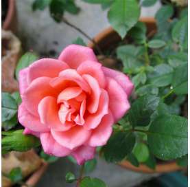 Classic rose bush. Viveros Gonzalez. Marbella. Garden centre. Natural decor centre.