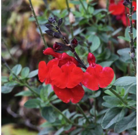 Salvia microphylla "Royal BumBle" . Viveros González. Garden centre. Marbella. Natural decor centre.