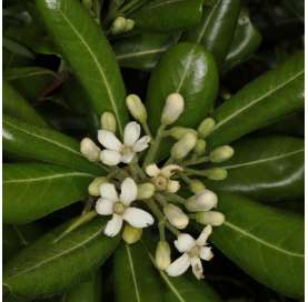 Pittosporum tobira nana -  Azahar de la China. Viveros González. Natural Garden Center Marbella
