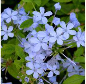 Plumbago capensis. Jazmin azul. Blue jasmine. Viveros González - Marbella - Garden centre.