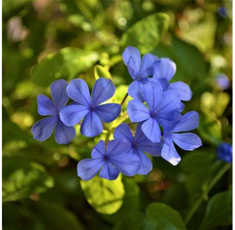 Plumbago capensis. Jazmin azul. Blue jasmine. Viveros González - Marbella - Garden centre.