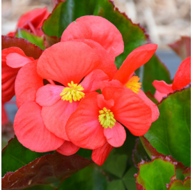 Begonia big. Viveros González. Natural decor centre. Garden centre. Marbella
