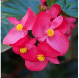 Begonia big. Viveros González. Natural decor centre. Garden centre. Marbella