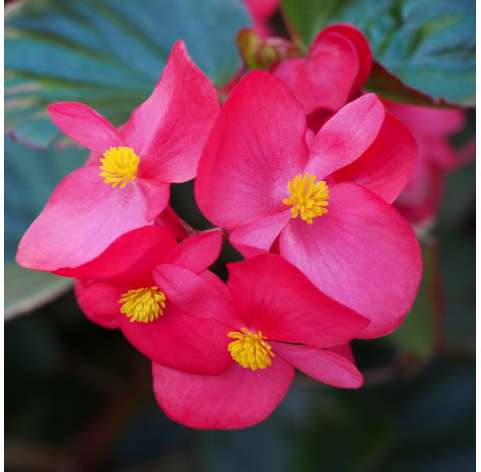 Begonia big. Viveros González. Natural decor centre. Garden centre. Marbella