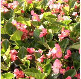 Begonia big. Viveros González. Natural decor centre. Garden centre. Marbella