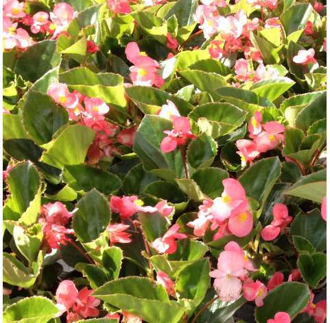 Begonia big. Viveros González. Natural decor centre. Garden centre. Marbella