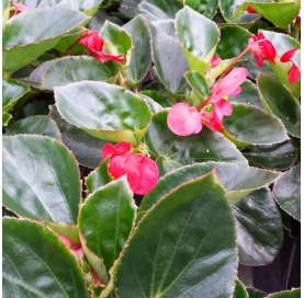 Begonia big. Viveros González. Natural decor centre. Garden centre. Marbella