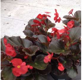 Begonia big.  Viveros Gonzalez. Natural Decor Centre. Garden centre.  Marbella