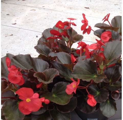 Begonia big.  Viveros Gonzalez. Natural Decor Centre. Garden centre.  Marbella