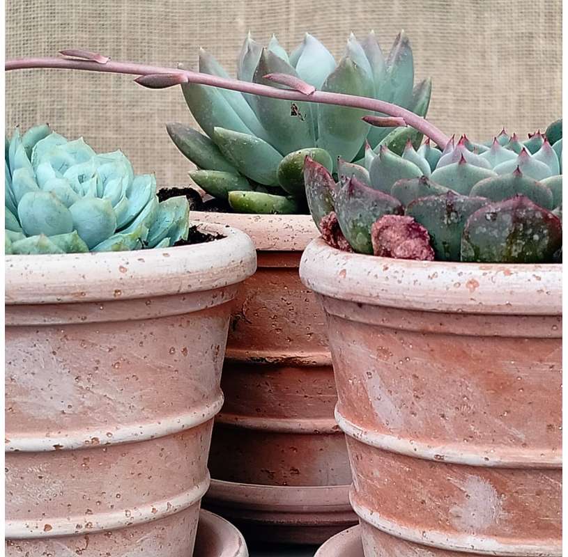 Indoor plants. Mini Siena pot with Crassia. Decoration with plants. Gonzalez Nurseries. Marbella. Garden Centre.