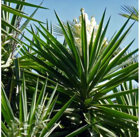 Yucca elephantipes Viveros González Natural decor Centre Marbella
