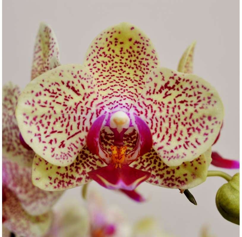 Phalaenopsis. Orquidea. Viveros González. Marbella. Natural decor garden.