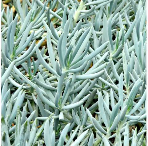 Senecio serpens, Kleinia repens  Viveros González Natural Decor Centre Marbella