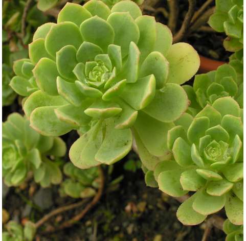 Aeonium Castello-Paivae Viveros González Natural decor Centre Marbella