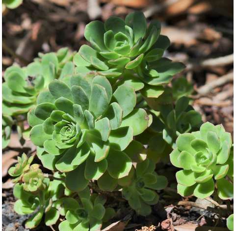 Aeonium Castello-Paivae Viveros González Natural decor Centre Marbella