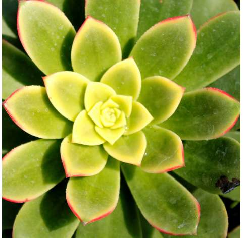 Aeonium decorum  Viveros González Natural Decor Centre Marbella