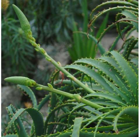 Aloe arborescens Natural Decor Centre Marbella Viveros González
