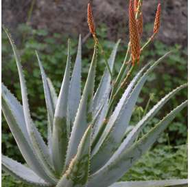 Aloe arborescens Natural Decor Centre Marbella Viveros González