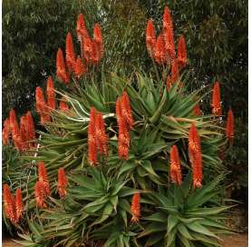 Aloe arborescens Natural Decor Centre Marbella Viveros González