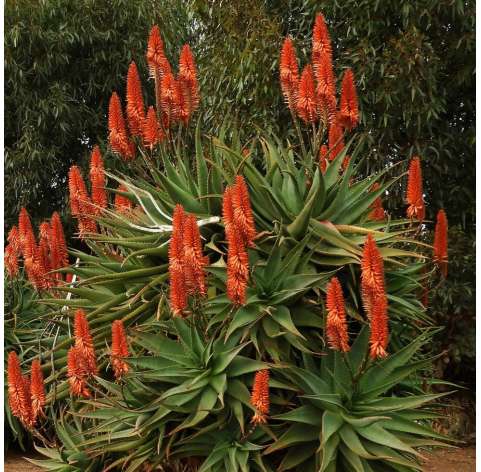 Aloe arborescens Natural Decor Centre Marbella Viveros González