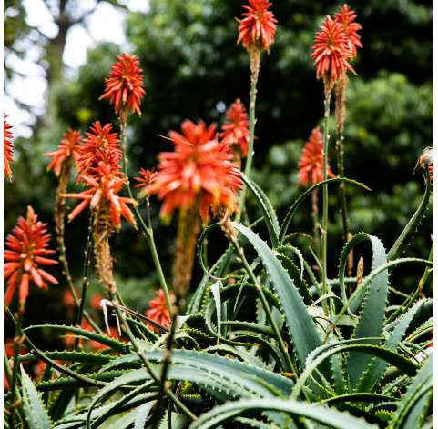 Aloe arborescens Natural Decor Centre Marbella Viveros González