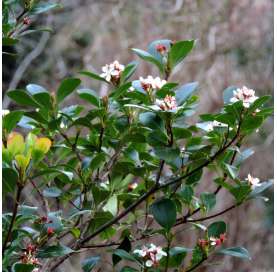 Rhaphiolepis umbellata ovata Natural Decor Centre Marbela Viveros Gonzalez