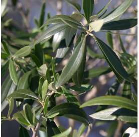 Olivo - Olea europaea.Natural Decor Centre Marbella Viveros González