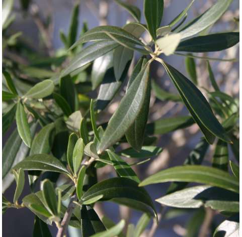 Olivo - Olea europaea.Natural Decor Centre Marbella Viveros González