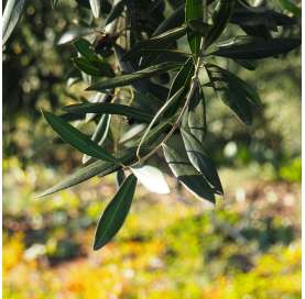 Olivo - Olea europaea.Natural Decor Centre Marbella Viveros González
