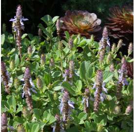 Plectranthus caninus Natural Decor Centre Marbella Viveros González