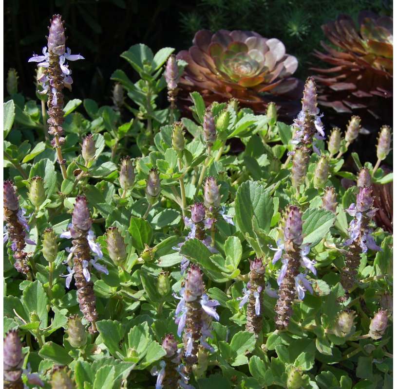 Plectranthus caninus Natural Decor Centre Marbella Viveros González