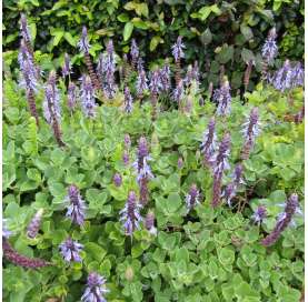 Plectranthus caninus Natural Decor Centre Marbella Viveros González