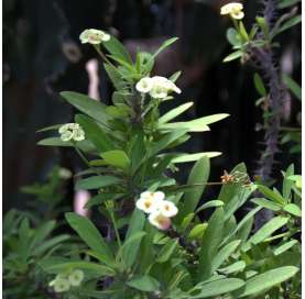 Euphorbia milii. Corona de cristo. .Natural Decor Centre.Viveros González.Marbella