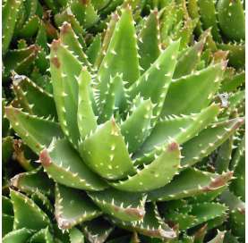 Aloe Brevifolia.  Viveros González Natural Decor Centre Marbella