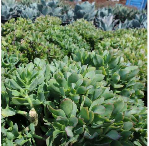 Crassula arborescens undulatifolia. C09 Viveros González Natural Decor Centre Marbella