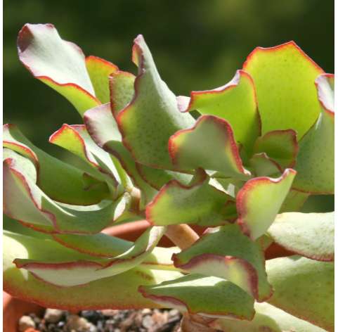 Crassula arborescens undulatifolia.  Viveros González Natural Decor Centre Marbella