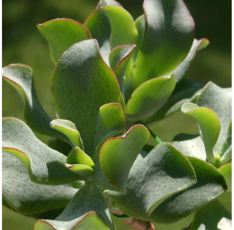Crassula arborescens undulatifolia.  Viveros González Natural Decor Centre Marbella