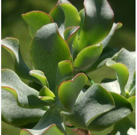Crassula arborescens undulatifolia.  Viveros González Natural Decor Centre Marbella