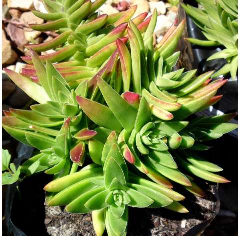 Crassula capitella o Llama roja Natural Decor Centre Marbella Viveros González