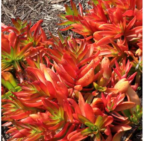 Crassula capitella o Llama roja Natural Decor Centre Marbella Viveros González