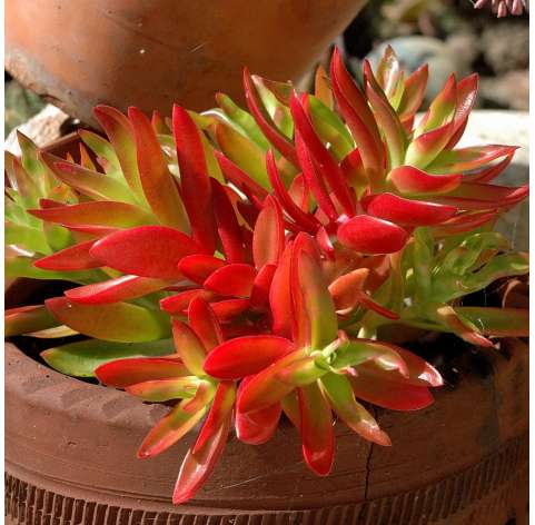 Crassula capitella o Llama roja Natural Decor Centre Marbella Viveros González