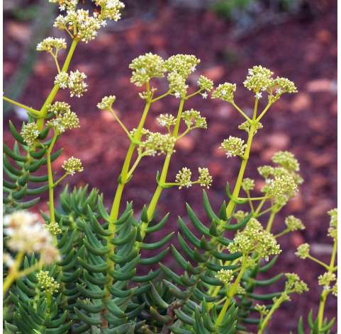 Crassula tetragona, Pino miniatura.  Viveros González Natural Decor Centre Marbella