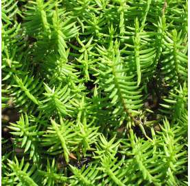 Crassula tetragona, Pino miniatura.  Viveros González Natural Decor Centre Marbella