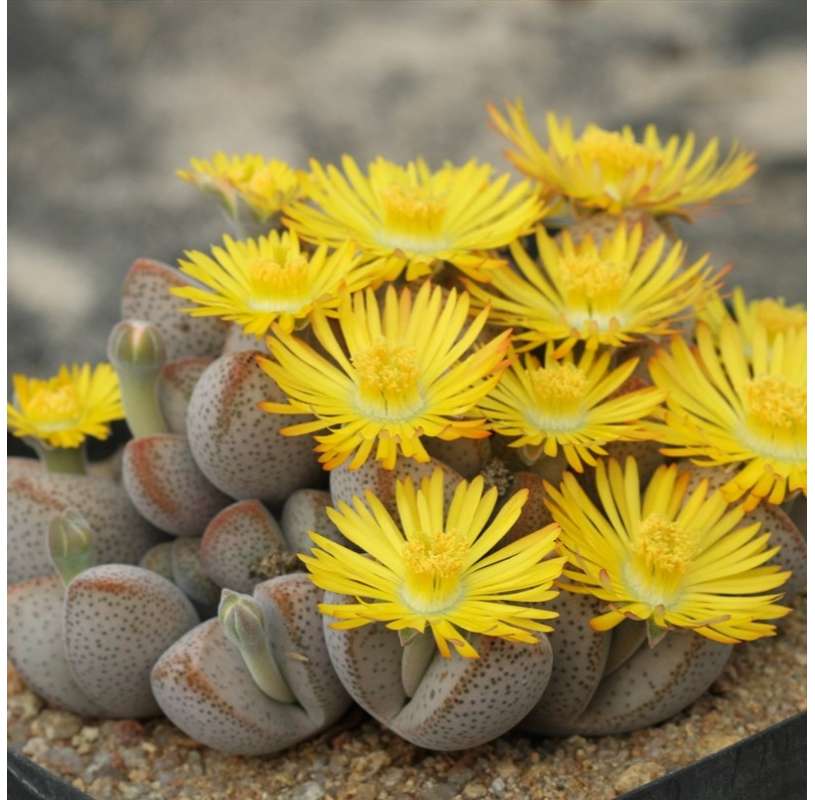 Dinteranthus microspermun ( cactus piedra)  Viveros González Natural Decor Centre Marbella