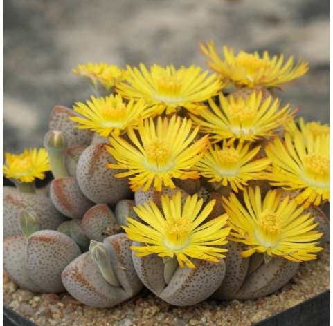 Dinteranthus microspermun ( cactus piedra)  Viveros González Natural Decor Centre Marbella