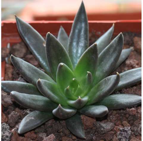 Echeveria affinis. Viveros González Natural Decor Centre Marbella